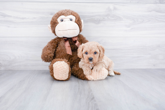 Petite Cavapoo Poodle Mix Pup