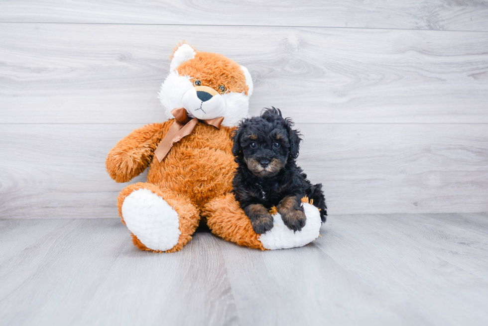 Poodle Pup Being Cute