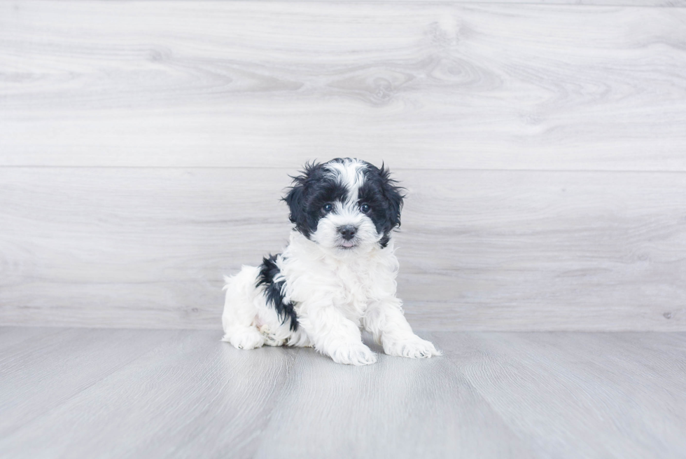 Little Maltepoo Poodle Mix Puppy