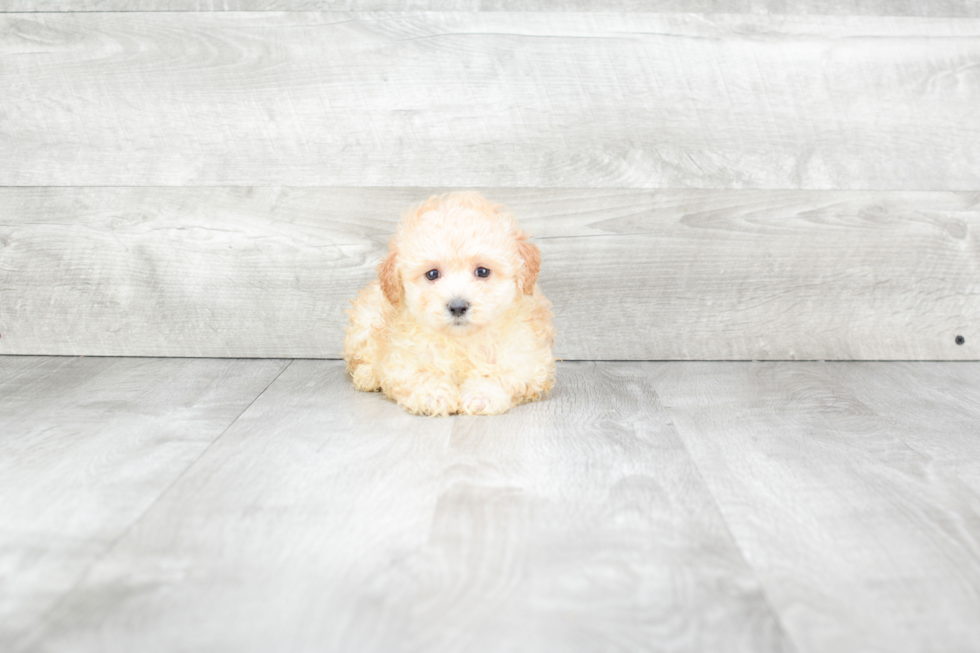 Maltipoo Pup Being Cute