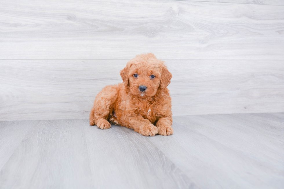 Adorable Golden Retriever Poodle Mix Puppy