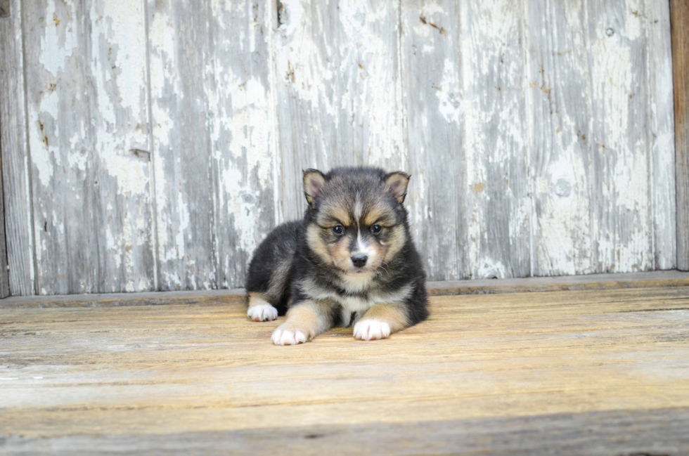 Pomsky Pup Being Cute