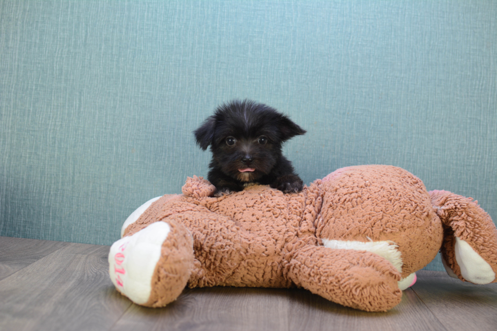 Adorable Yorkie Designer Puppy