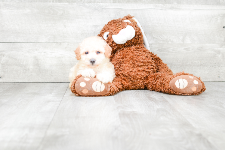 Maltipoo Pup Being Cute