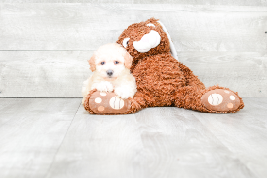 Maltipoo Pup Being Cute