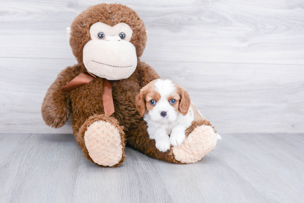 Cavalier King Charles Spaniel Pup Being Cute