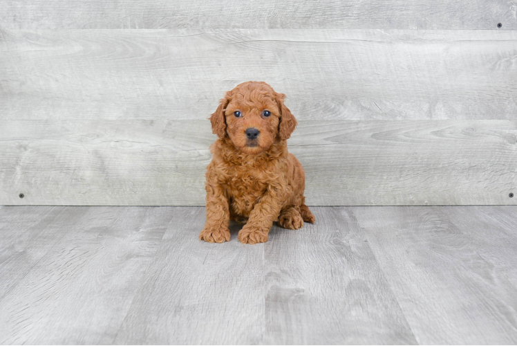 Best Mini Goldendoodle Baby