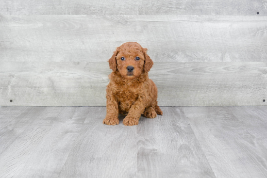 Best Mini Goldendoodle Baby