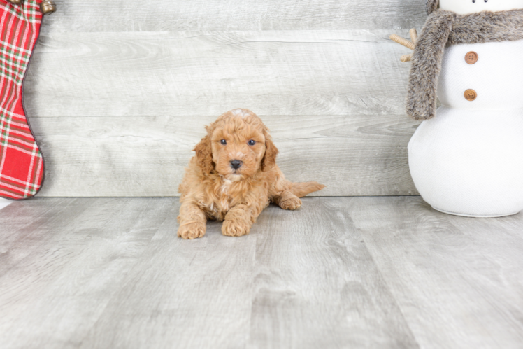 Best Mini Goldendoodle Baby