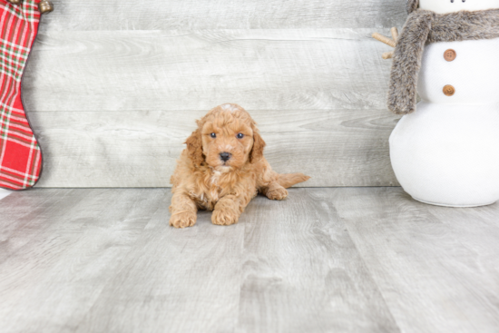 Best Mini Goldendoodle Baby