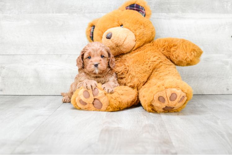 Adorable Cockerpoo Poodle Mix Puppy