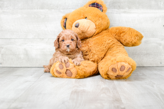 Adorable Cockerpoo Poodle Mix Puppy