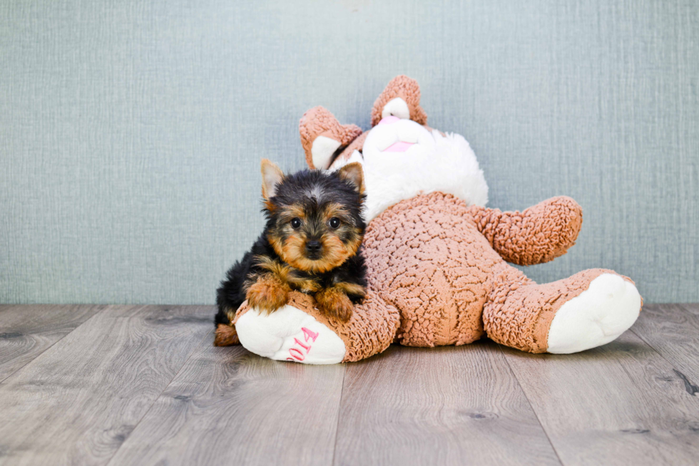 Meet Rascal - our Yorkshire Terrier Puppy Photo 