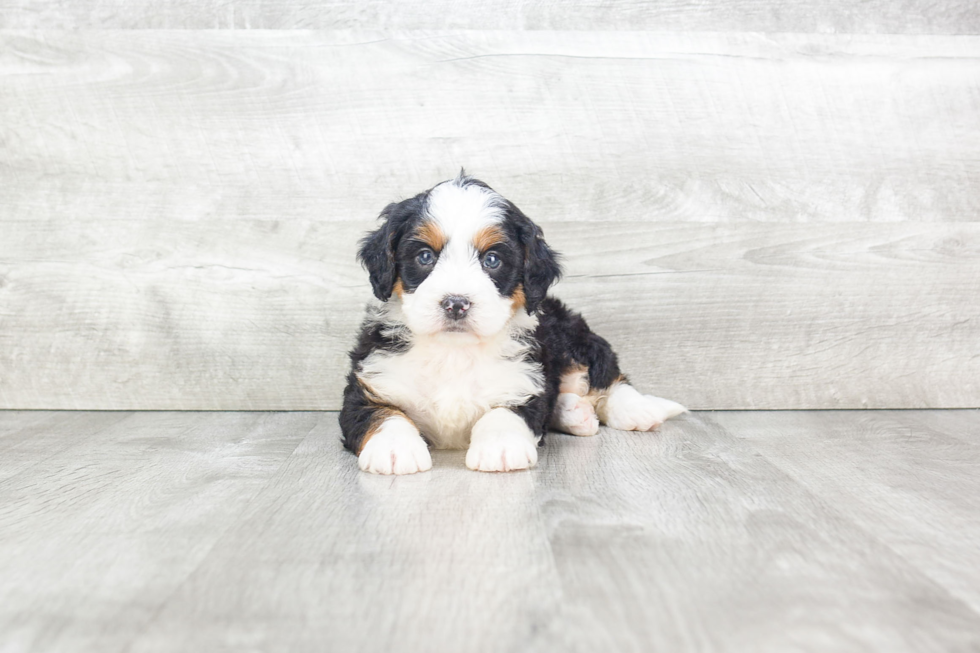 Sweet Mini Bernedoodle Baby