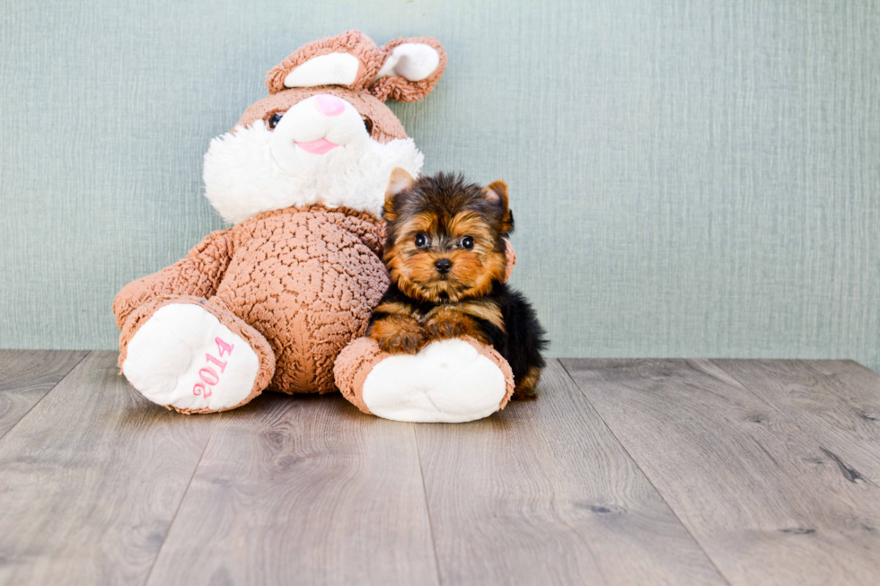 Meet Sebastian - our Yorkshire Terrier Puppy Photo 