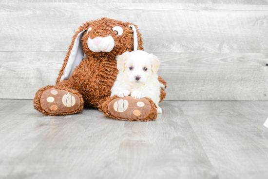 Funny Maltipoo Poodle Mix Pup