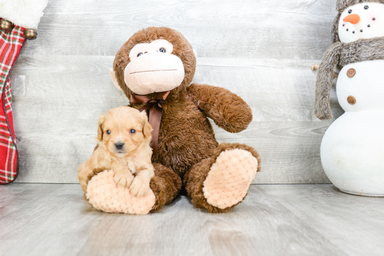 Playful Cavoodle Poodle Mix Puppy