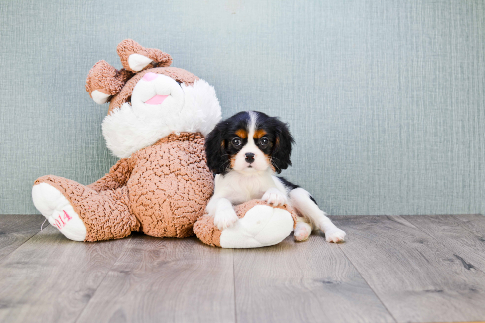 Cavalier King Charles Spaniel Pup Being Cute