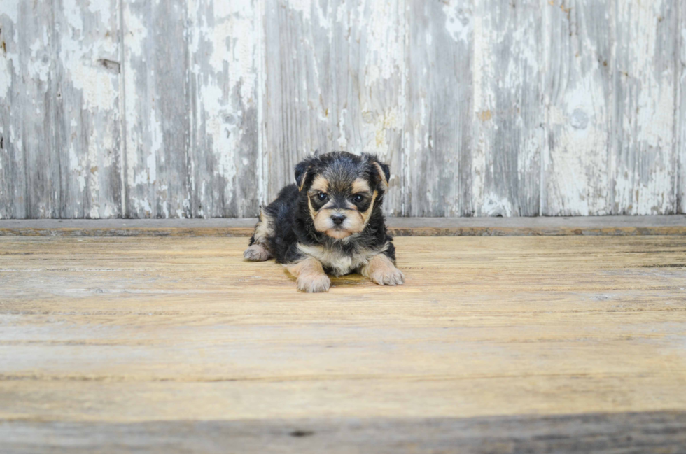 Morkie Pup Being Cute