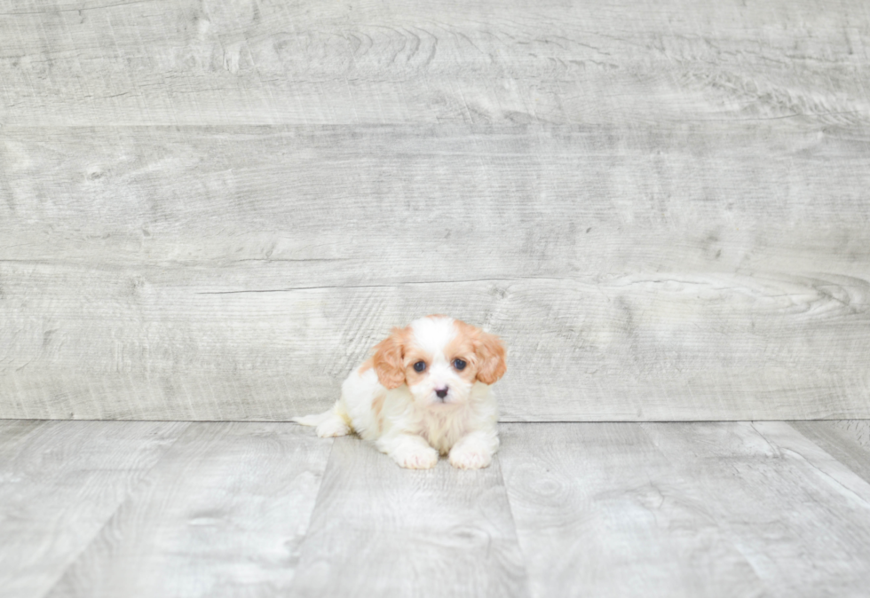 Petite Cavapoo Poodle Mix Pup