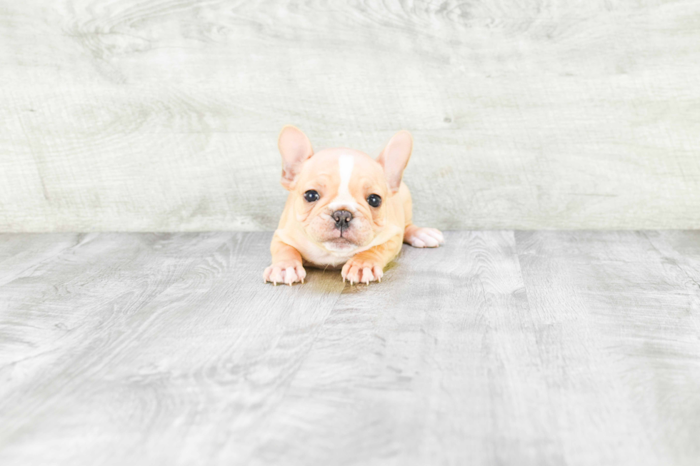 Happy Frenchie Purebred Puppy