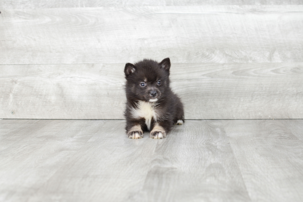 Pomsky Pup Being Cute