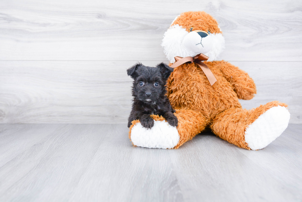 Petite Mini Aussiedoodle Poodle Mix Pup