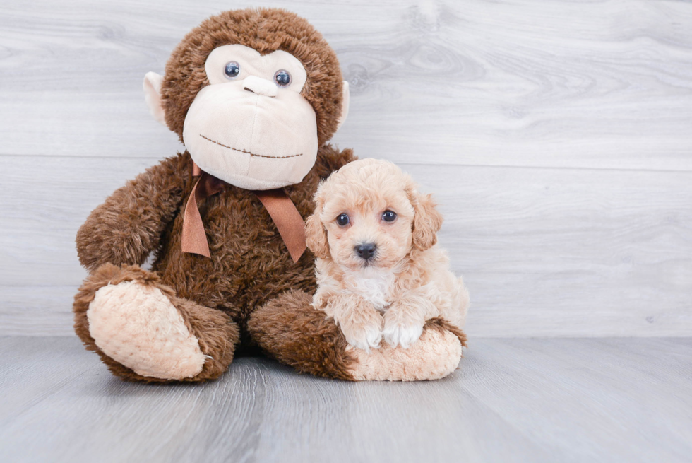 Cute Maltipoo Baby