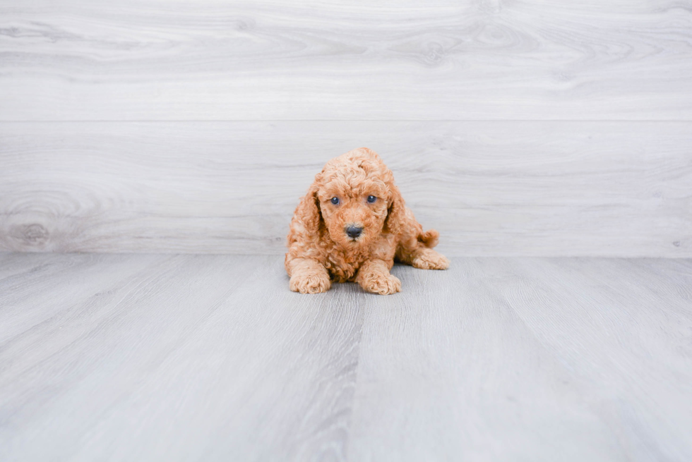 Best Mini Goldendoodle Baby