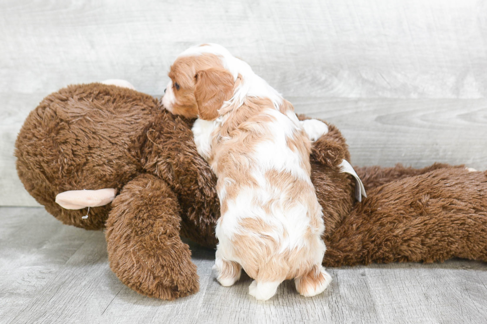 Best Cavalier King Charles Spaniel Baby