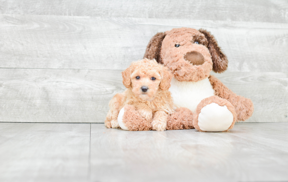 Adorable Maltese Poodle Poodle Mix Puppy