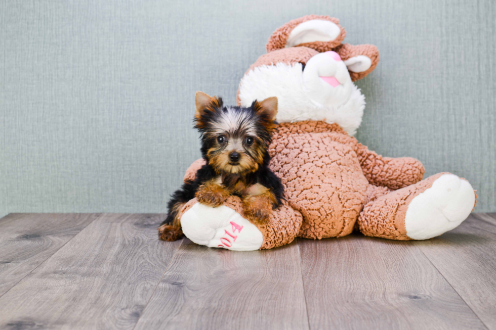 Meet Nugget - our Yorkshire Terrier Puppy Photo 