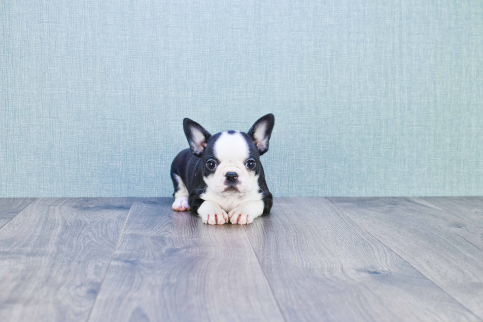 French Bulldog Pup Being Cute