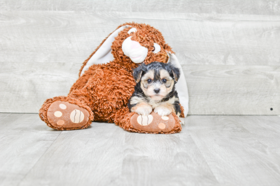 Morkie Puppy for Adoption