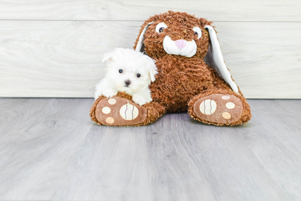 Maltese Pup Being Cute