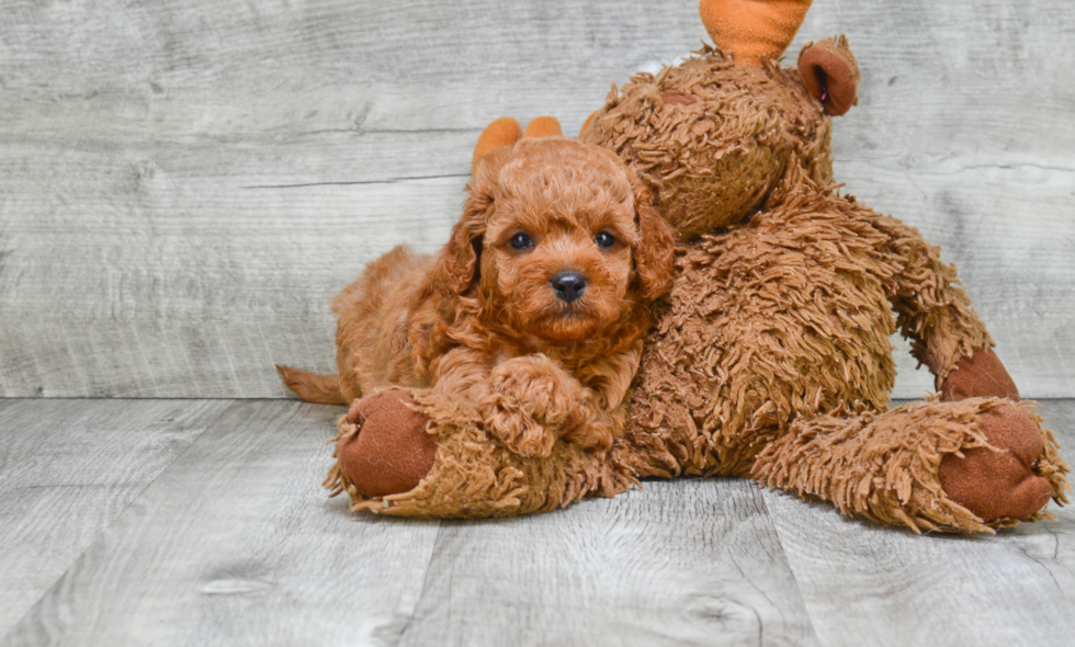 Energetic Cavoodle Poodle Mix Puppy