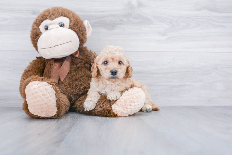 Sweet Mini Goldendoodle Baby