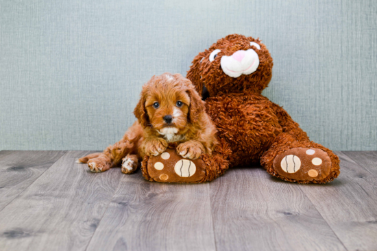 Cavapoo Puppy for Adoption