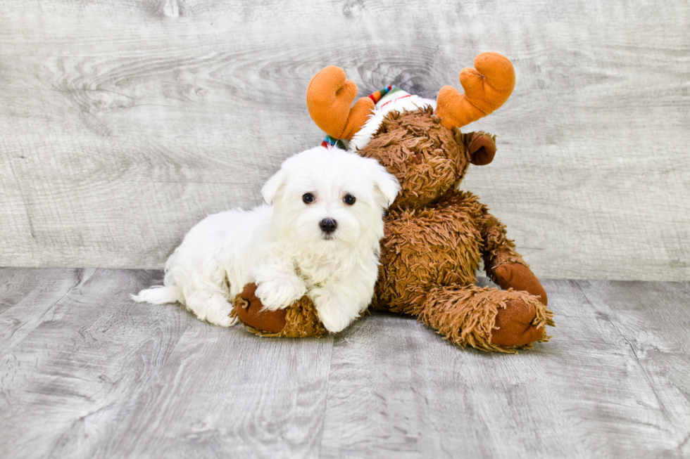 Sweet Maltese Purebred Puppy