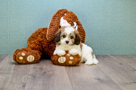 Best Cavachon Baby