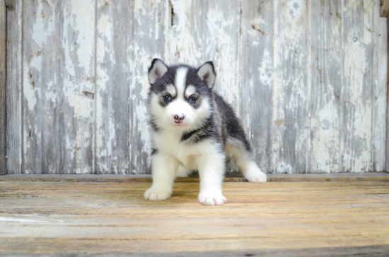 Pomsky Pup Being Cute