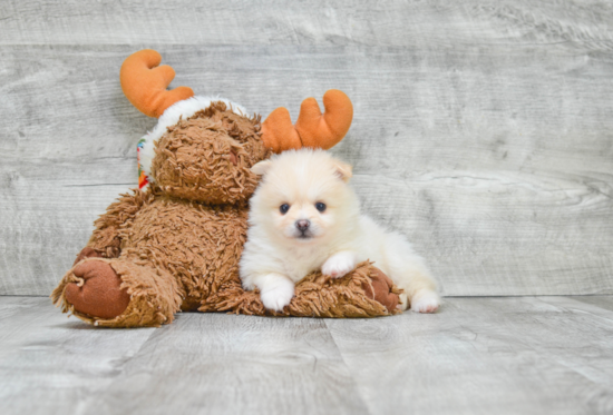 Small Pomeranian Purebred Pup