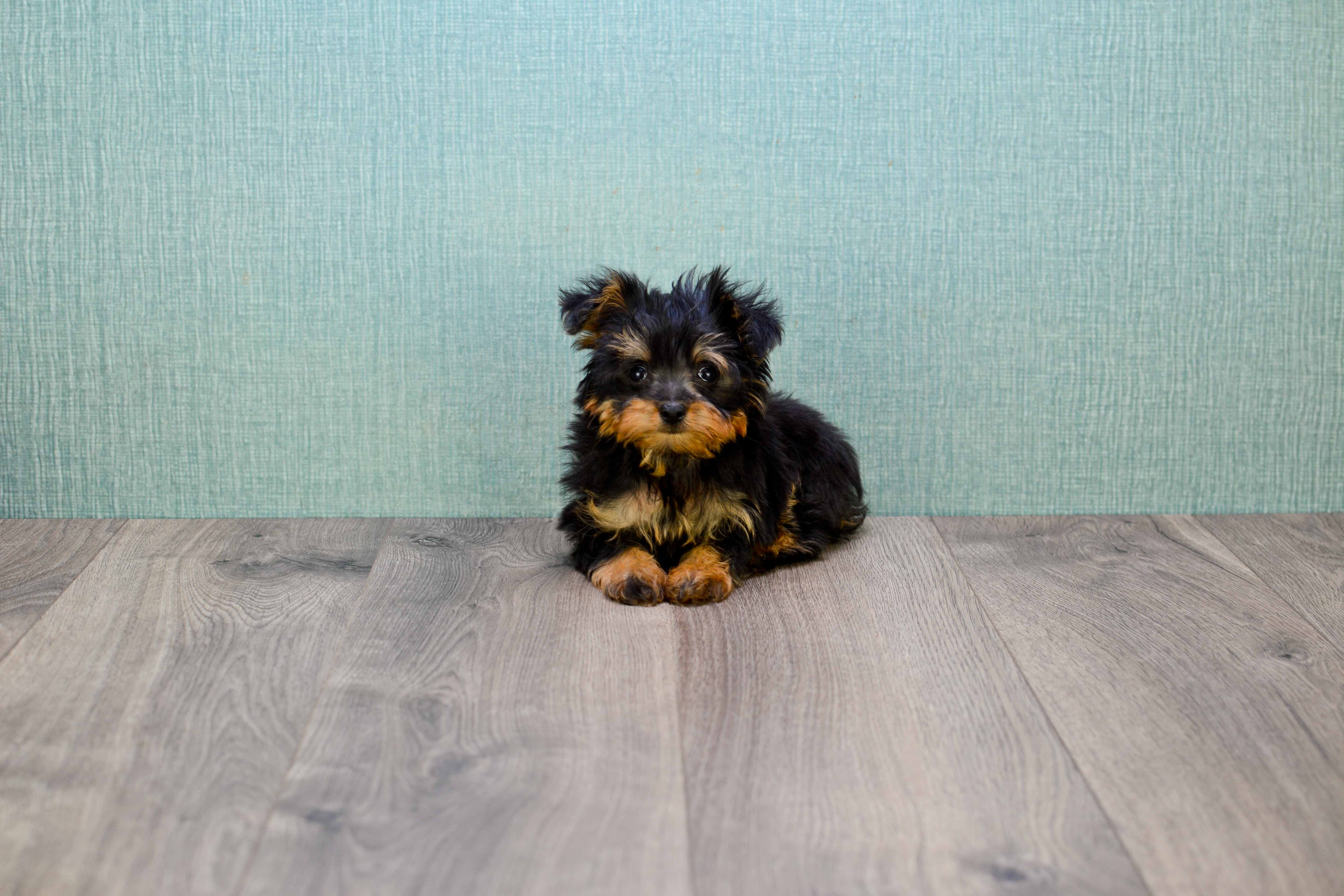 Small Yorkie Poo Baby