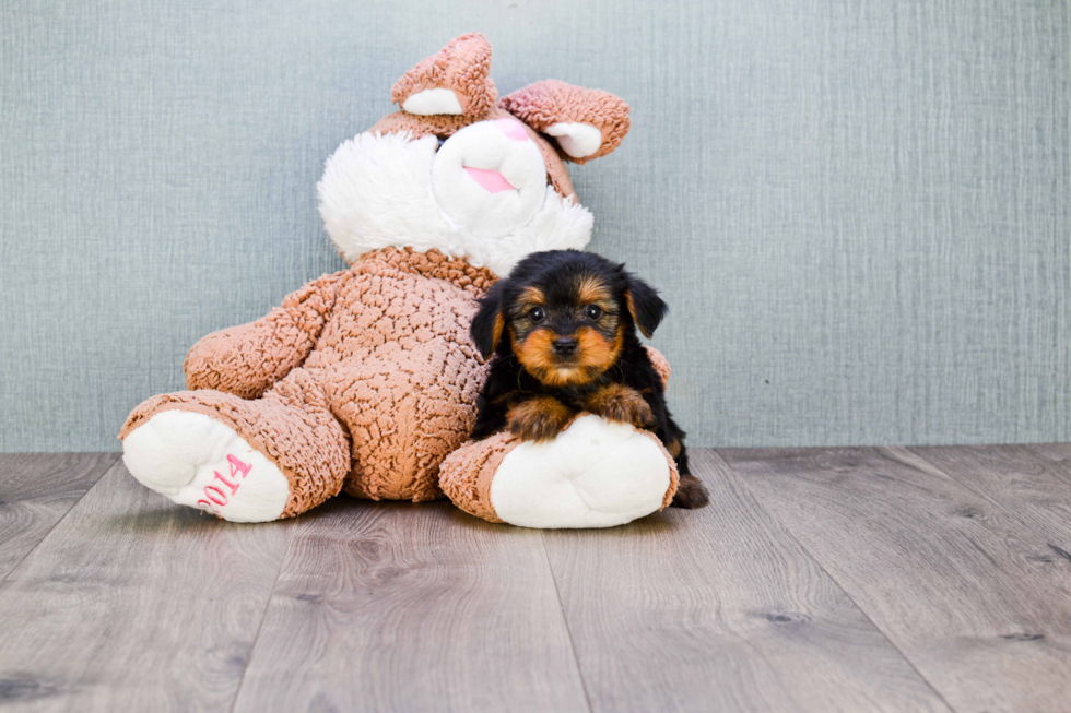 Meet Roscoe - our Yorkshire Terrier Puppy Photo 