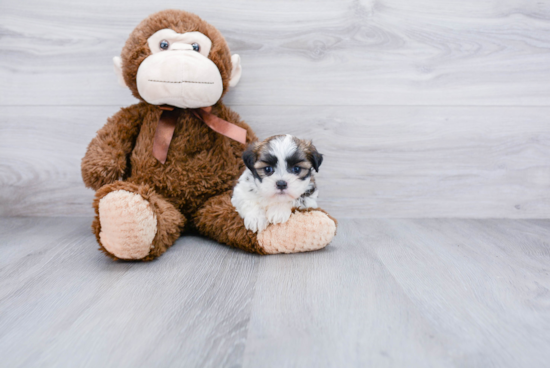 Hypoallergenic Shichon Designer Puppy