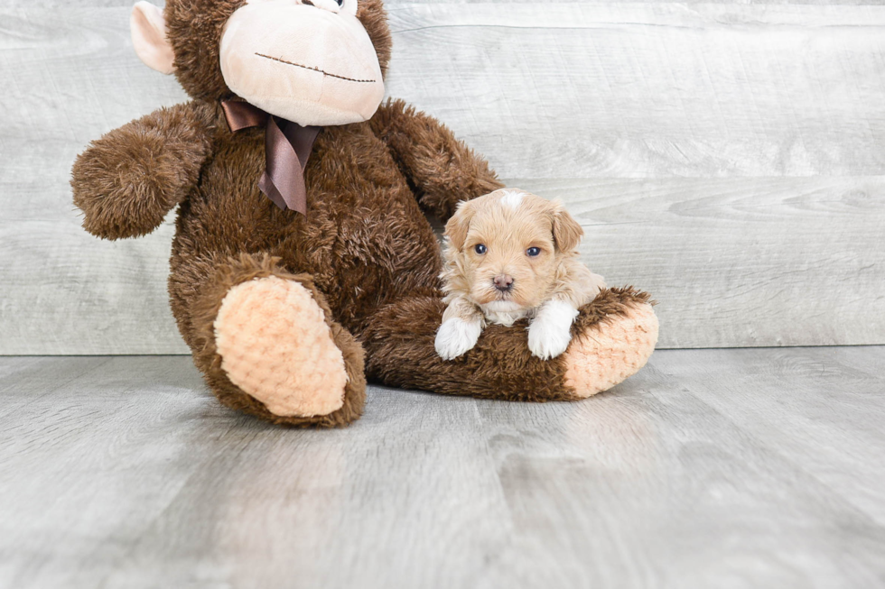 Popular Maltipoo Poodle Mix Pup