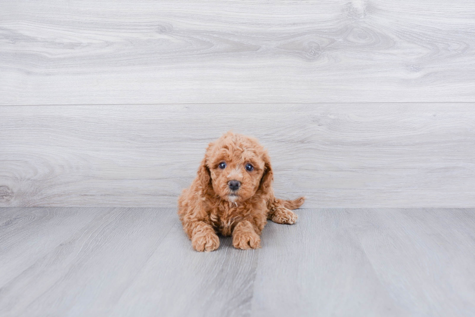 Cavapoo Puppy for Adoption