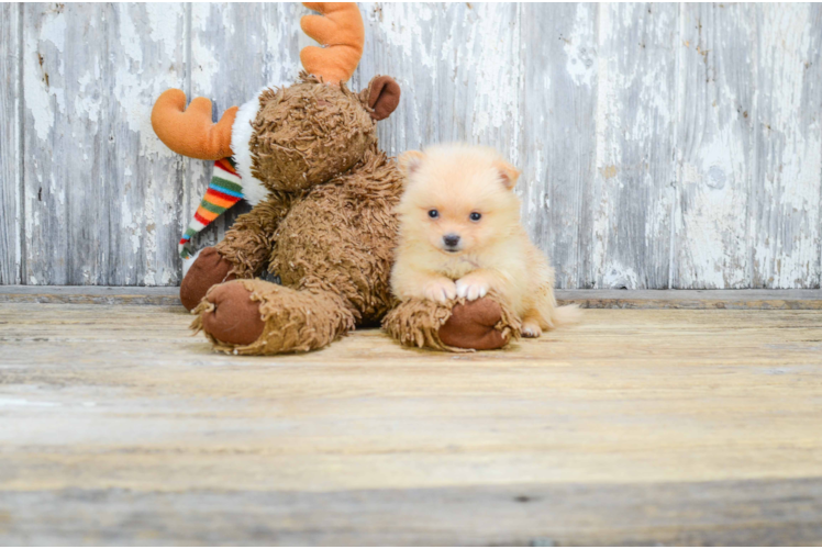 Akc Registered Pomeranian Purebred Pup