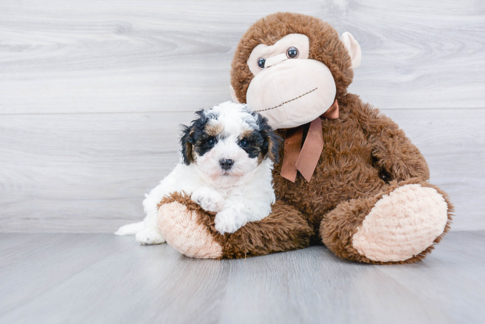 Maltipoo Pup Being Cute