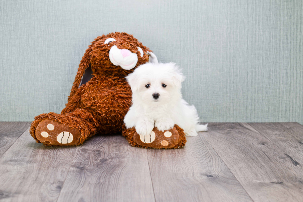 Maltese Pup Being Cute